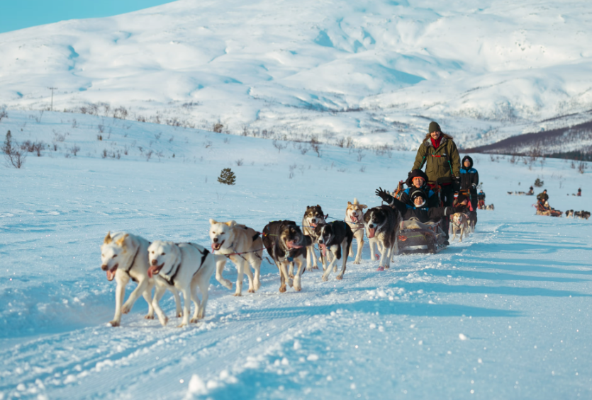 Dog Sledding &amp; Sami Culture, Finnmark, Troms, Norway